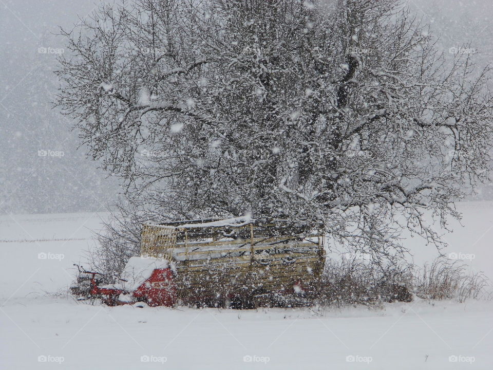 Snow White and tree in winter