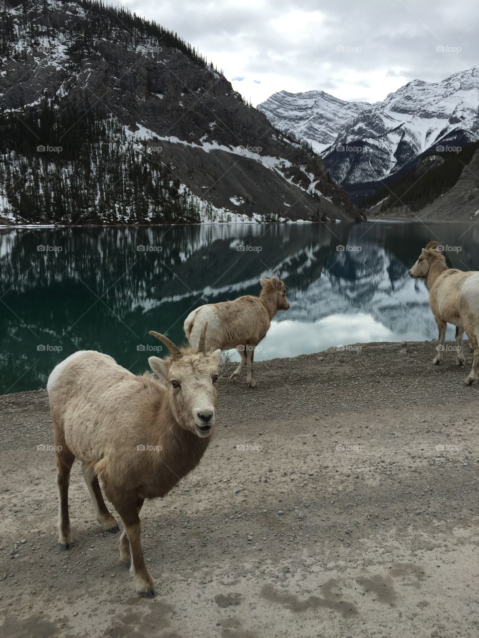 Canmore lake and mountain sheep scenery