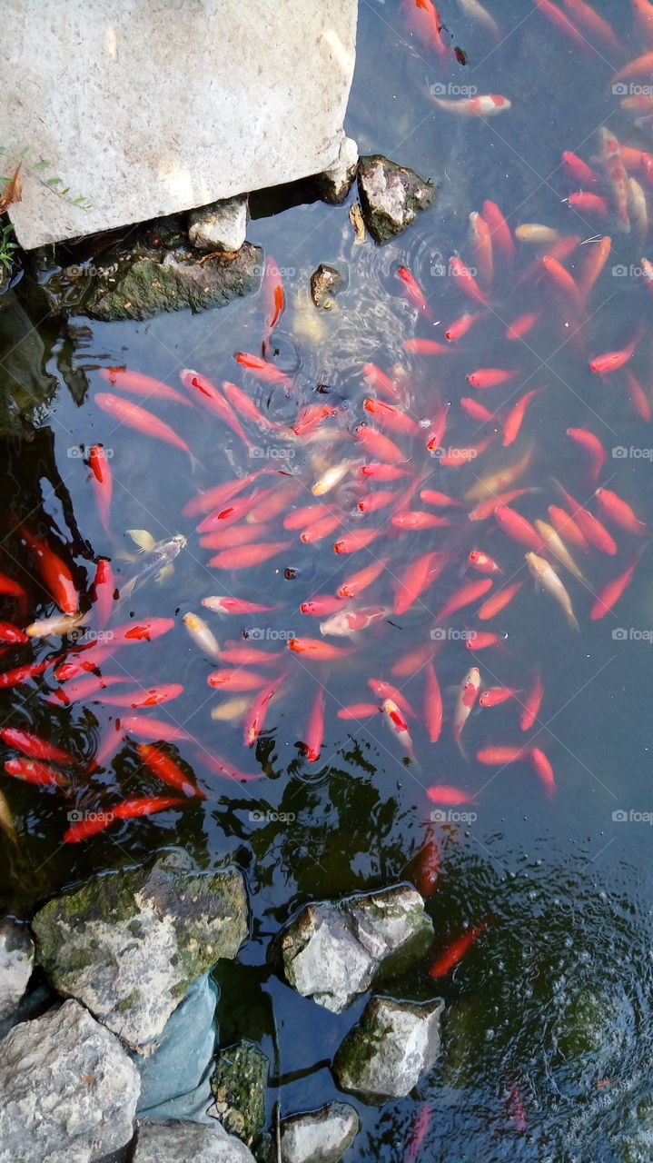 золотые рыбки.фауна.пруд.природа.