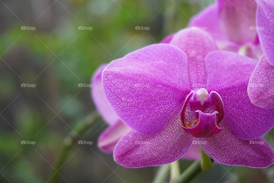 Detail of Purple Phalaenopsis Orchid  