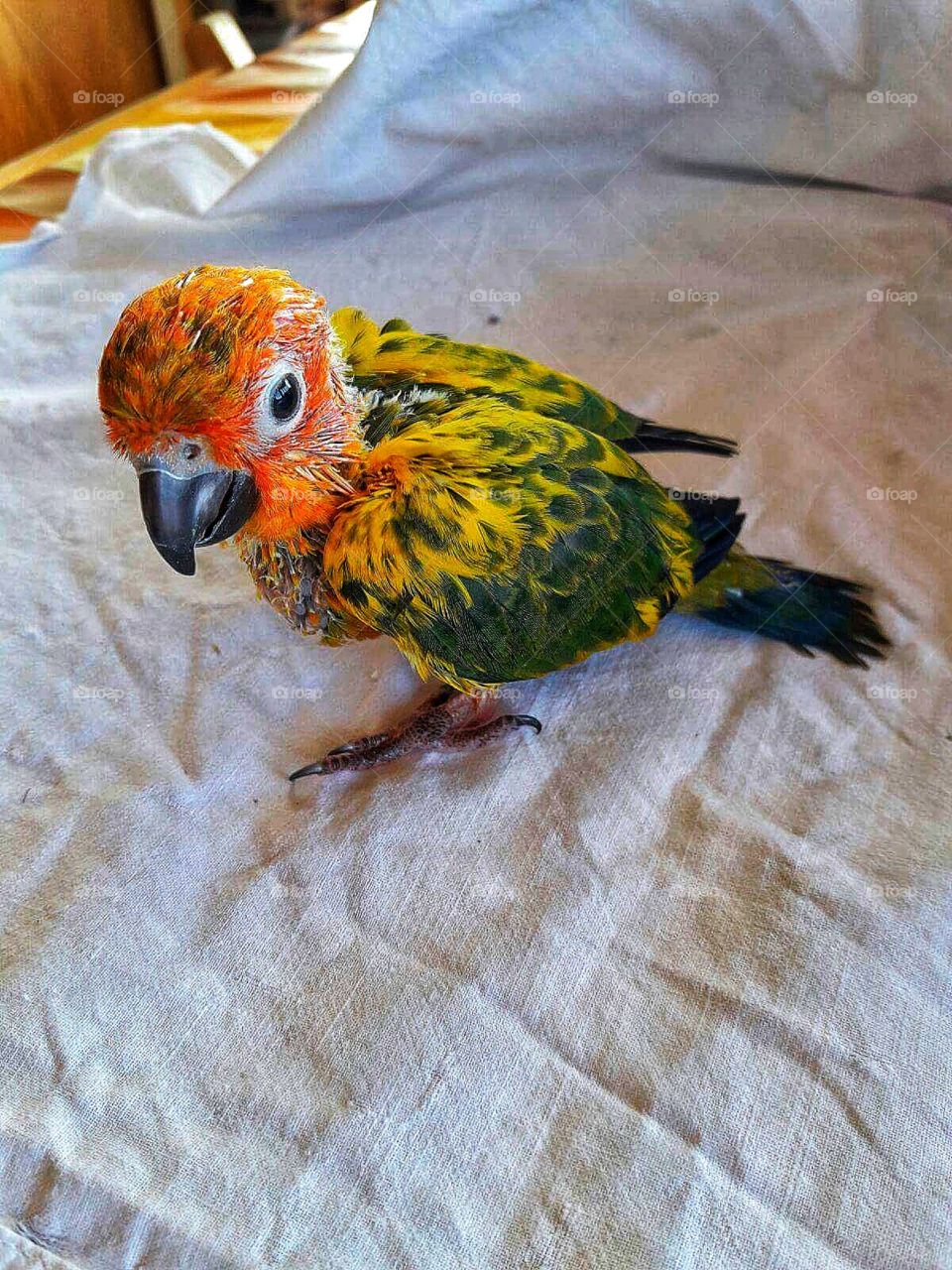 Multicolor parrot