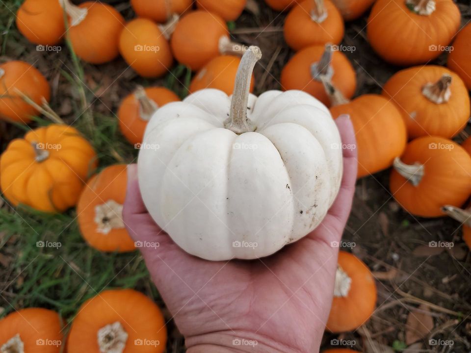 The lucky white pumpkin!