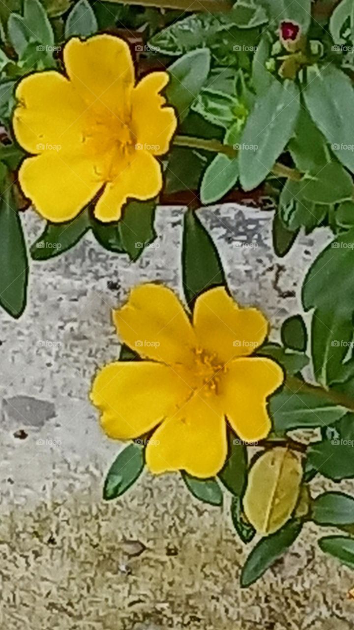 Hoa vàng sắc đôi.