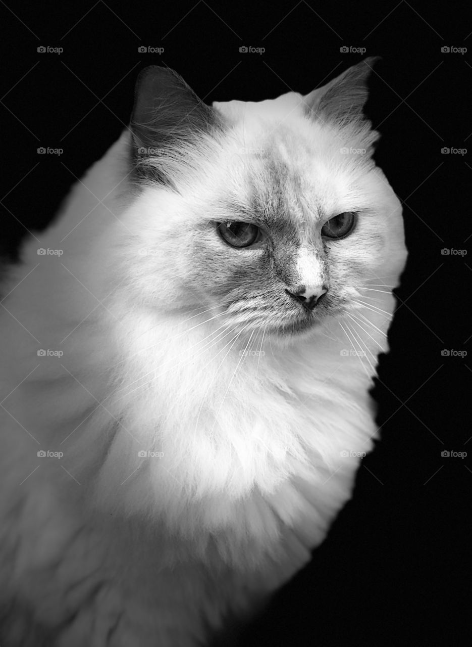 Cat close up. black & white 