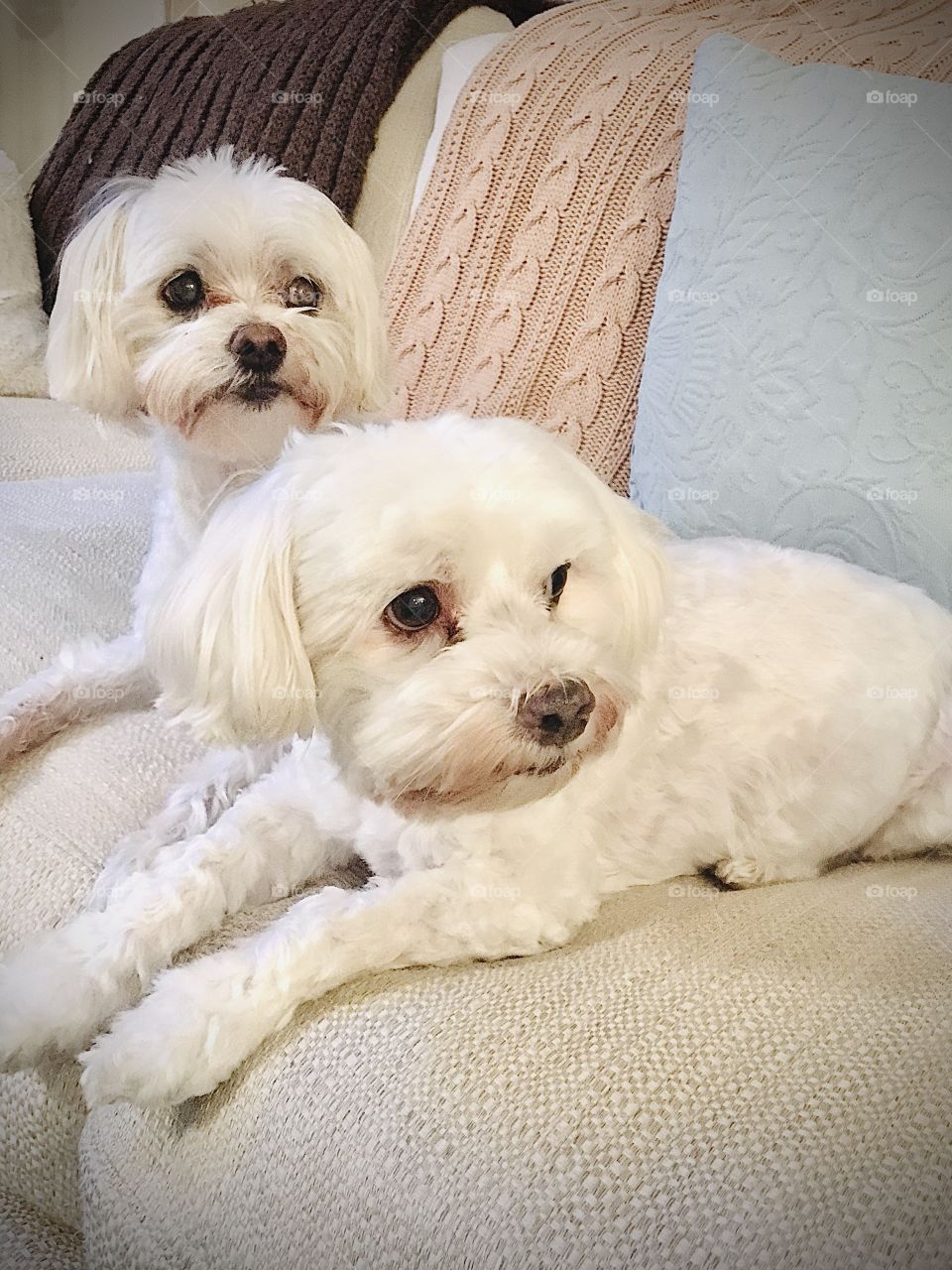 Two Maltese brothers on the sofa