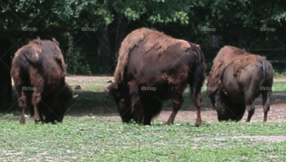 Bison hanging out