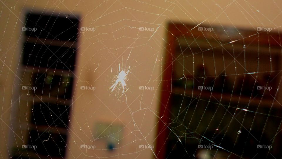 spider web in side home