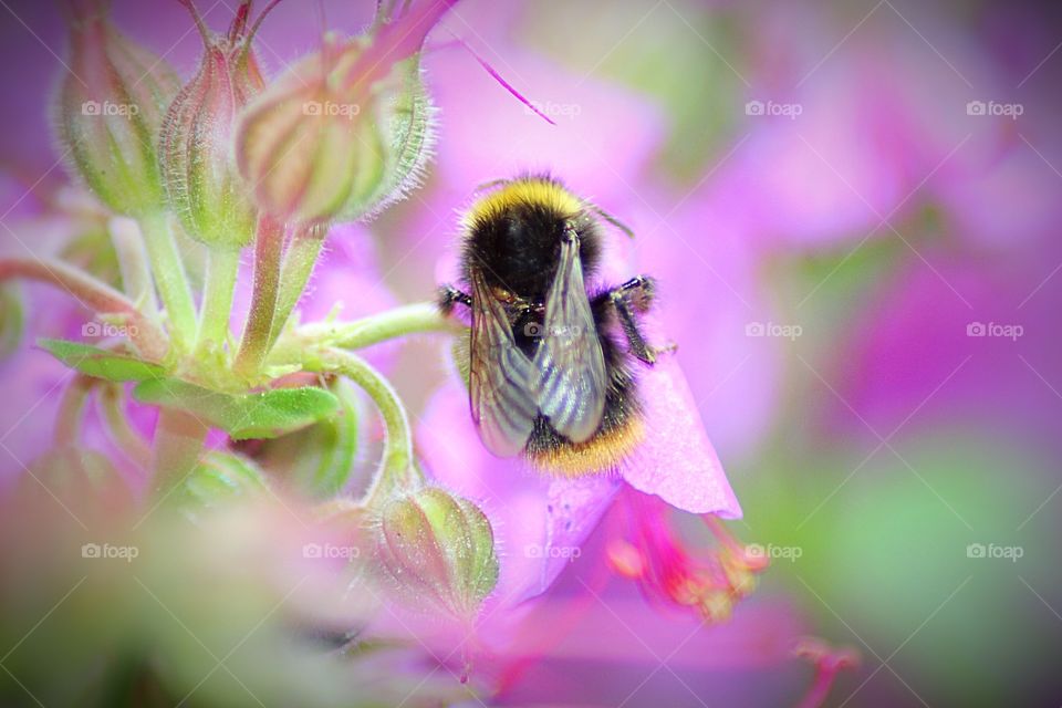 Bumblebee on pink flower close up 