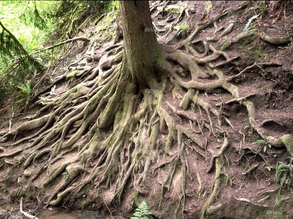 Amazing Roots