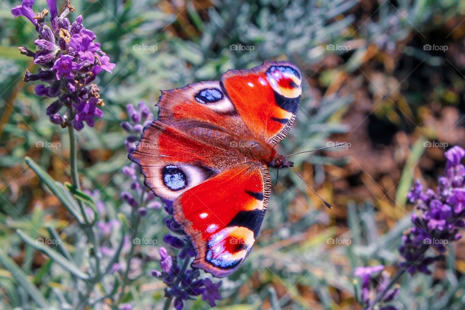 Peacock butterfly