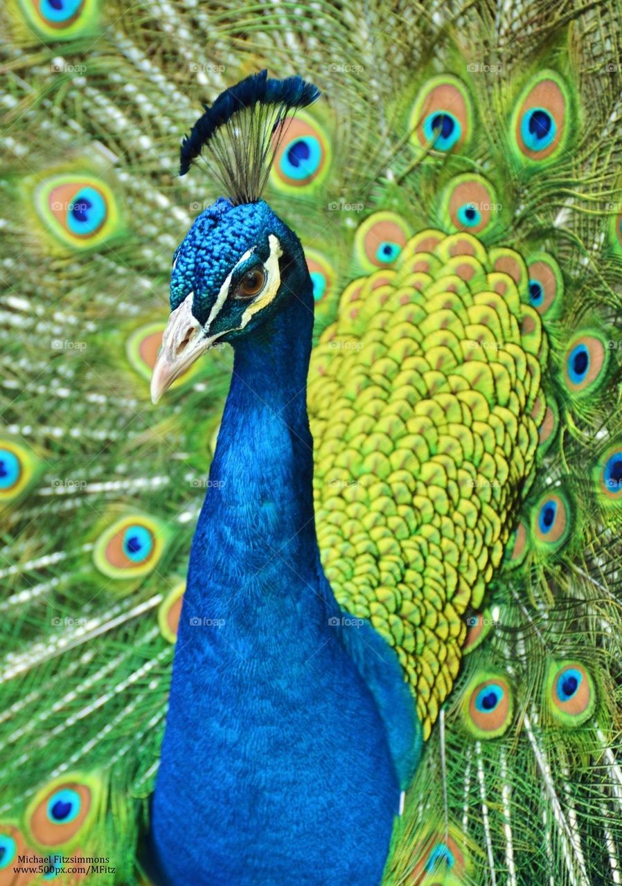 Peacock 