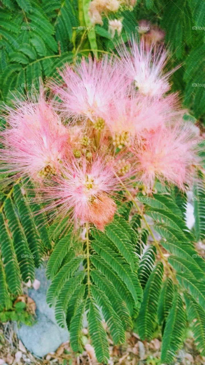 beautiful feathery pink flower
