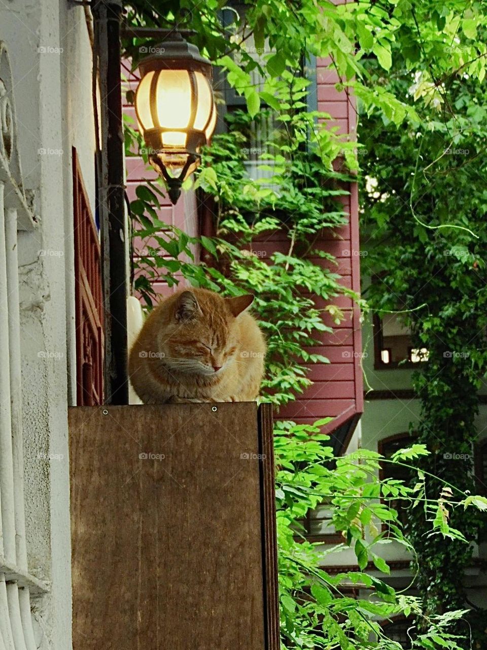 Cat in rainy day