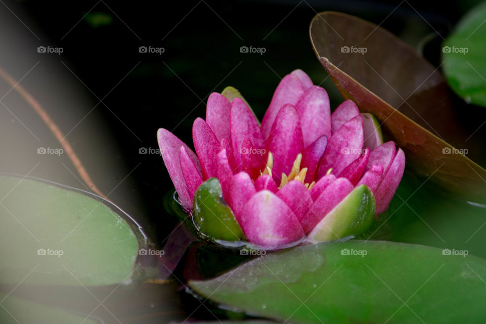 Close-up of a pink lotus