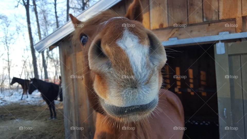 Horse Nose Fun