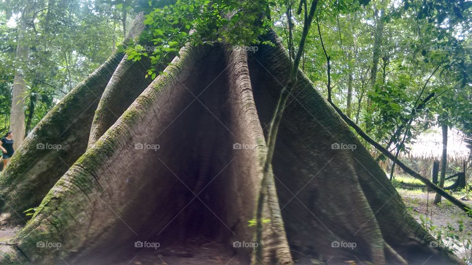 Samaúma tree trunk
