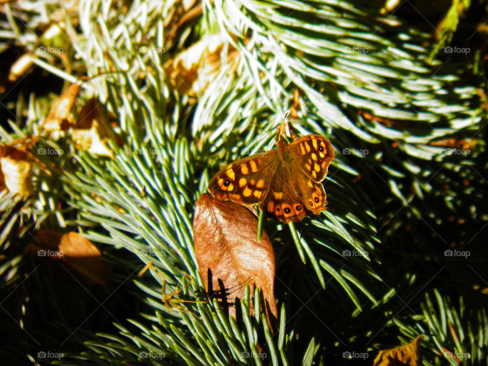 Warm-colored butteefly perched on the green branches of a leafy pine in a forest.