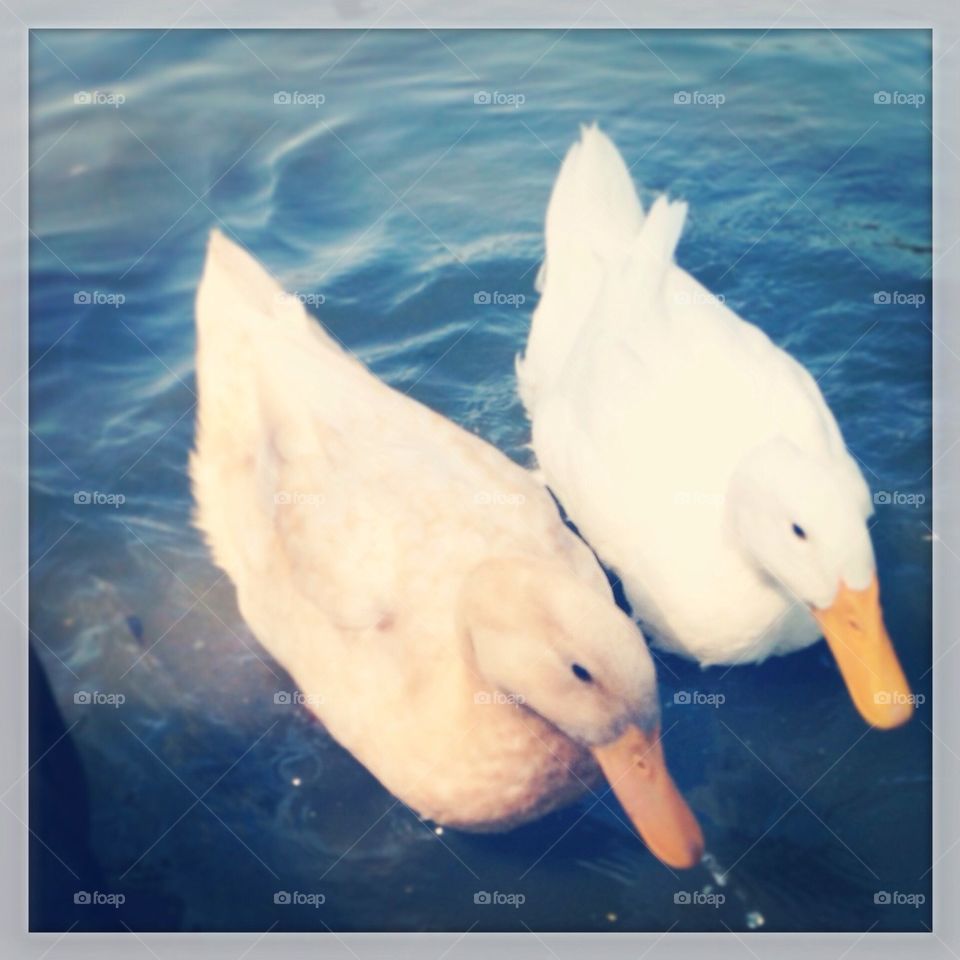 water lake ducks calm by kelyons80