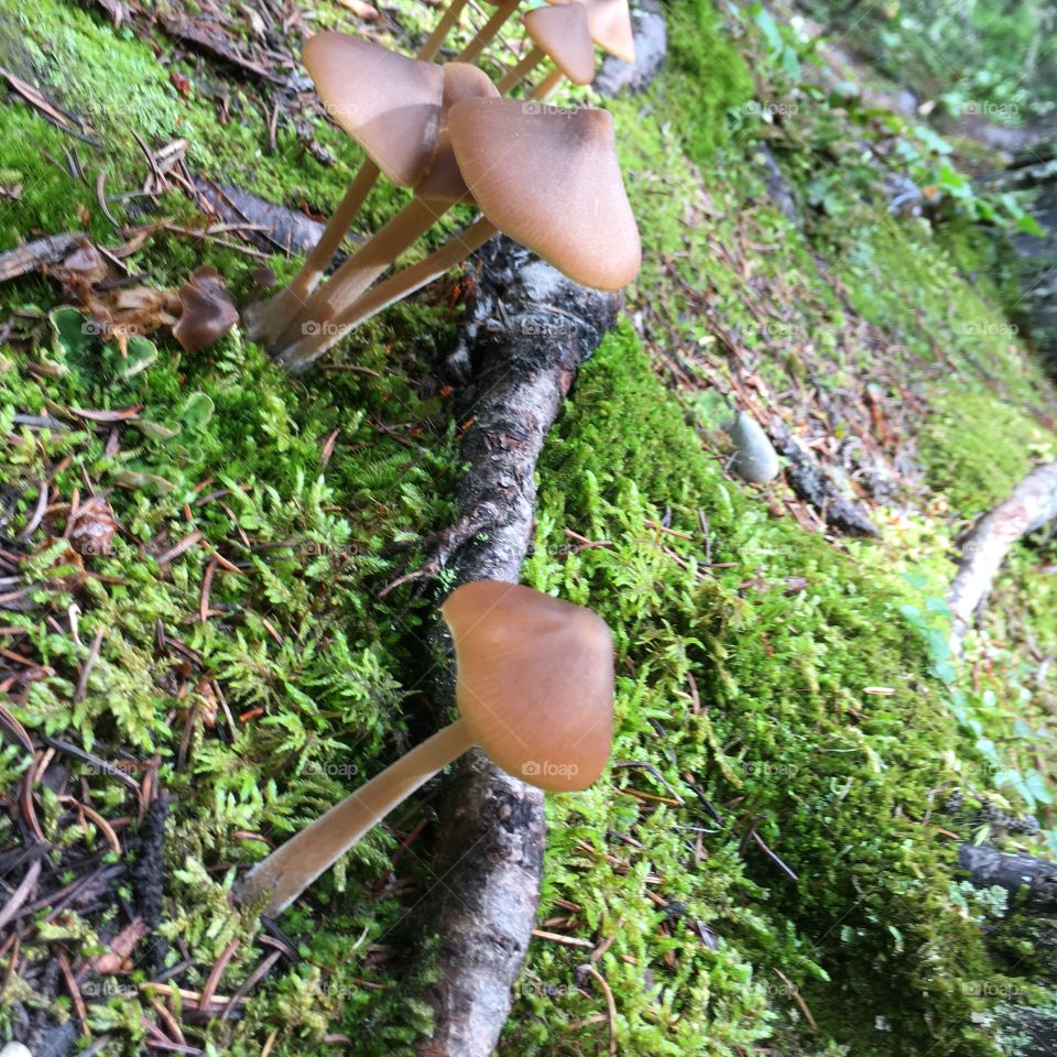 Mushroom sprouting