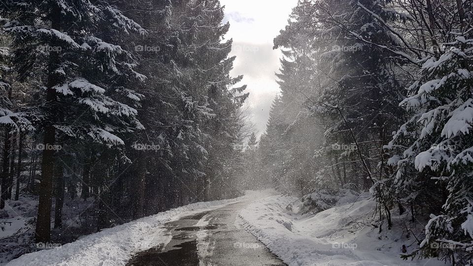 Snow blowing off the trees on road in the forest - snö yr från träden på väg i skogen