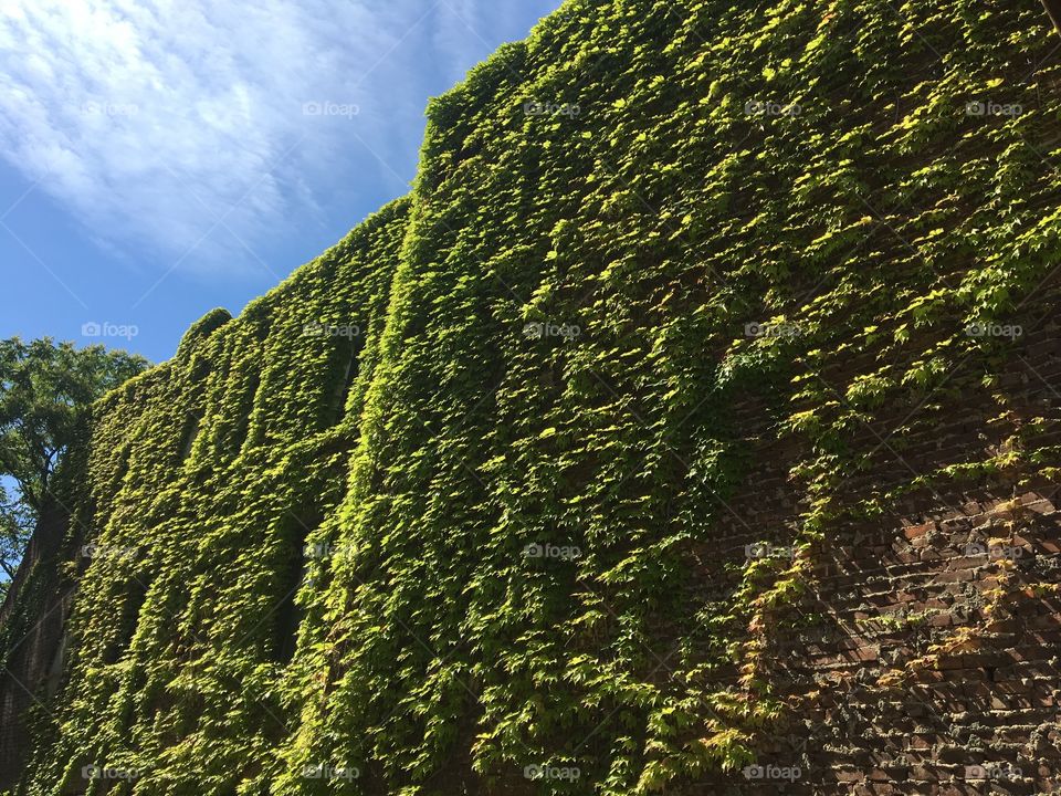 Ivy-covered wall and blue sky