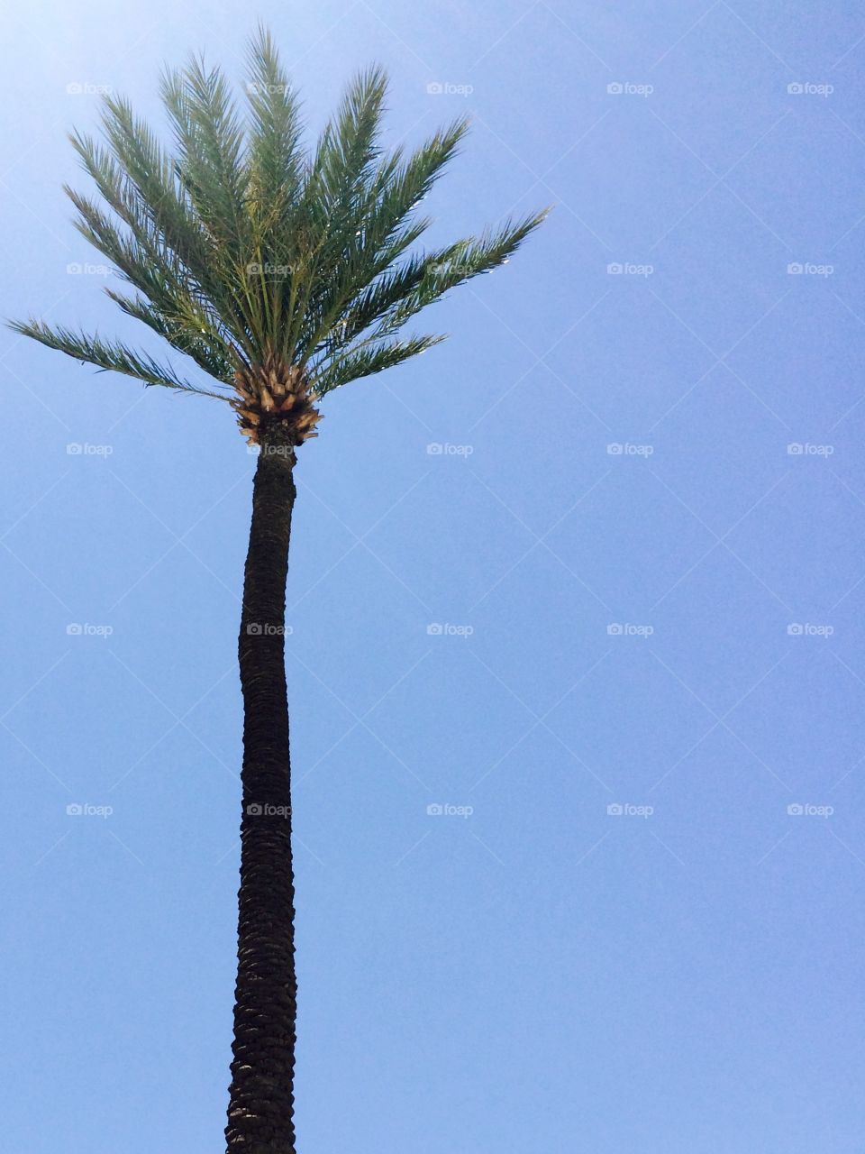 Single Palm 