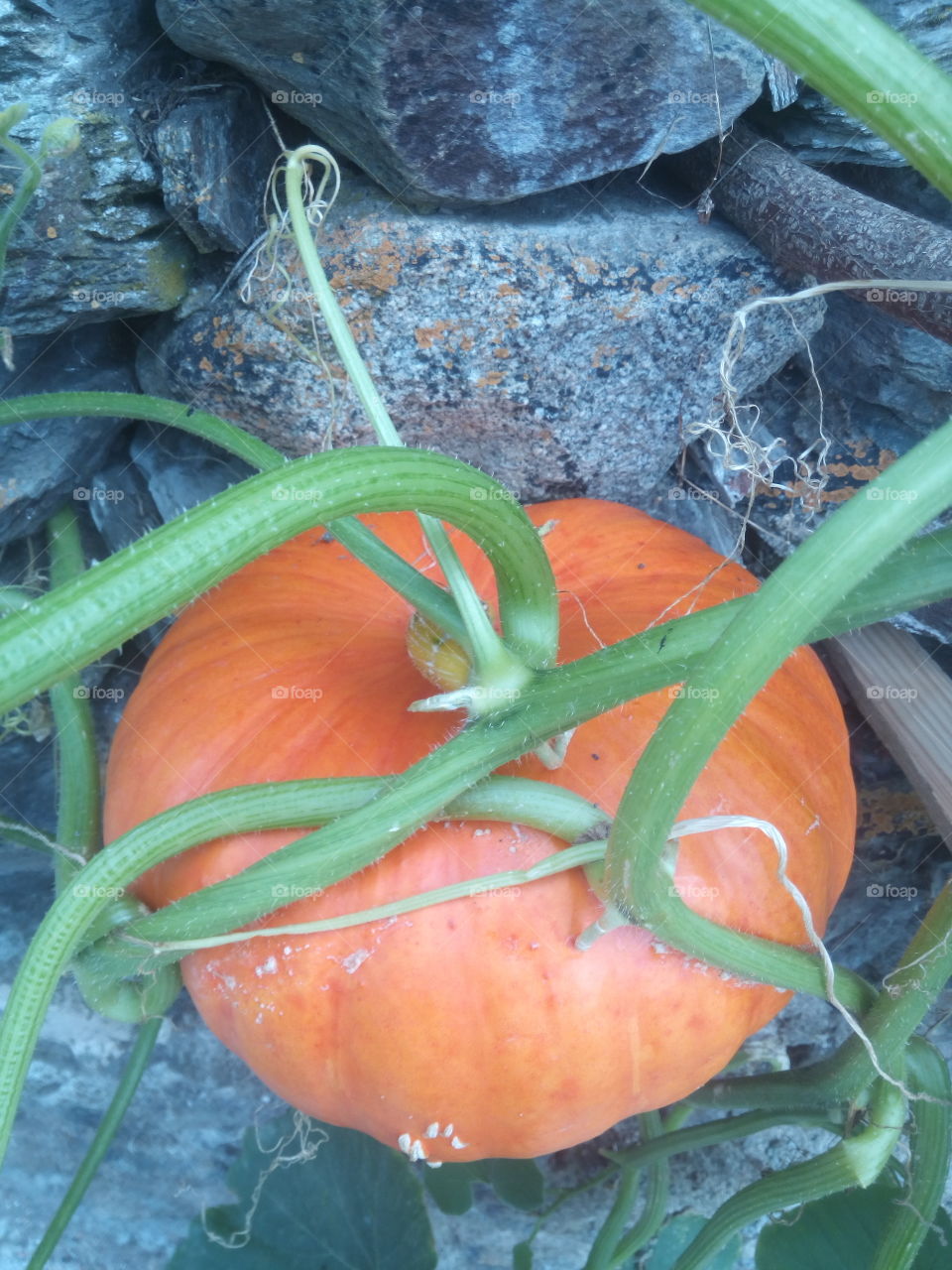 Calabazas