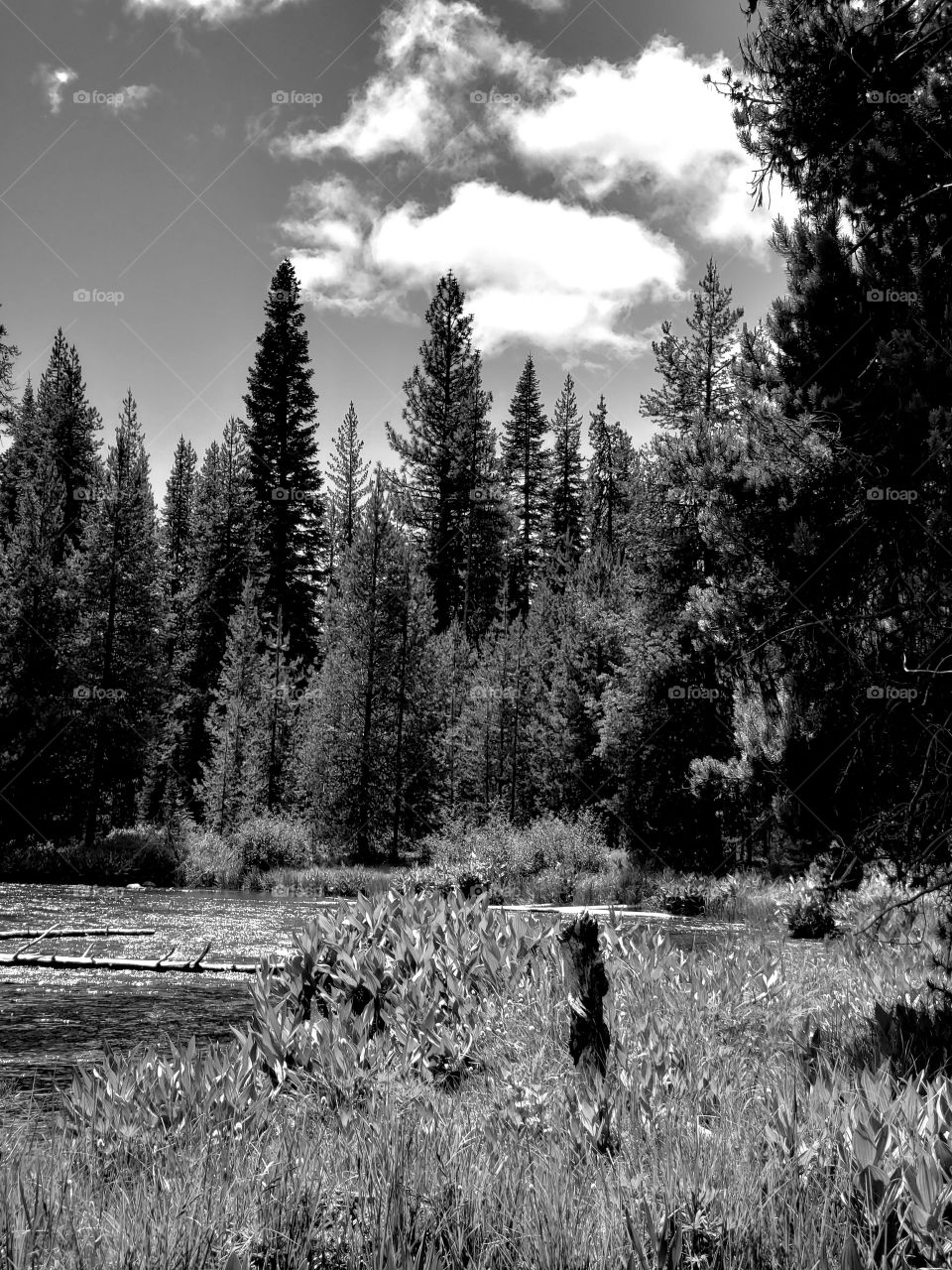 The Deschutes River near its headwaters on a sunny spring day