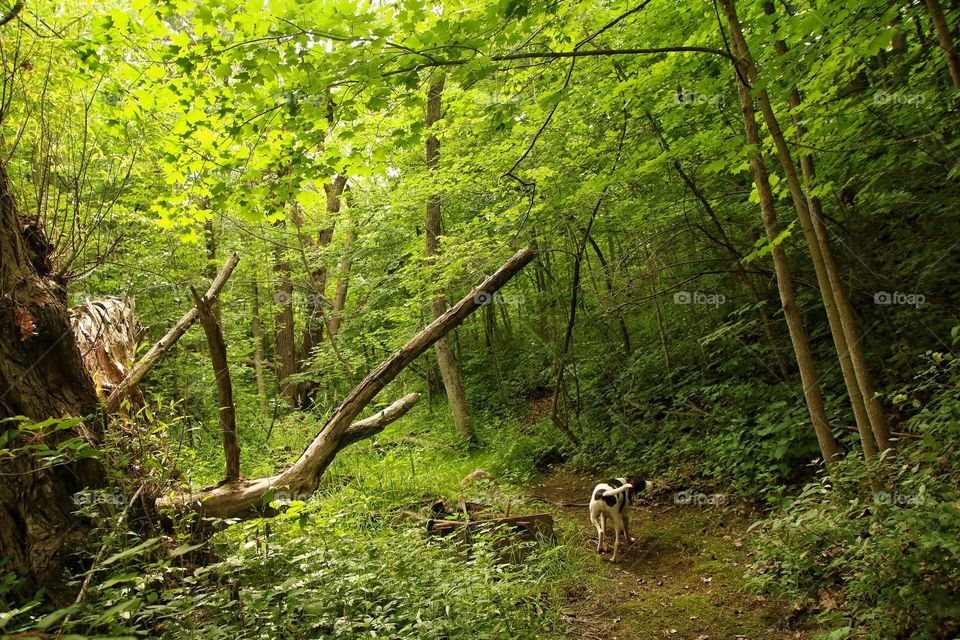 A hike in the woods...