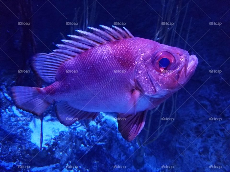 Radiant fish