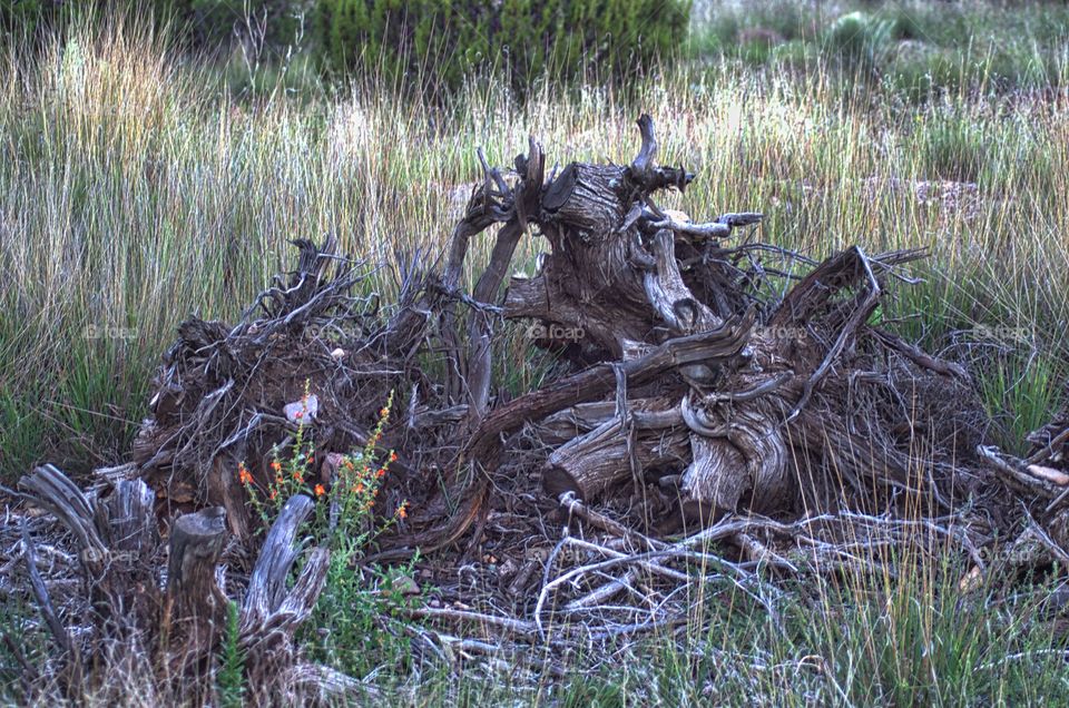 Downed tree