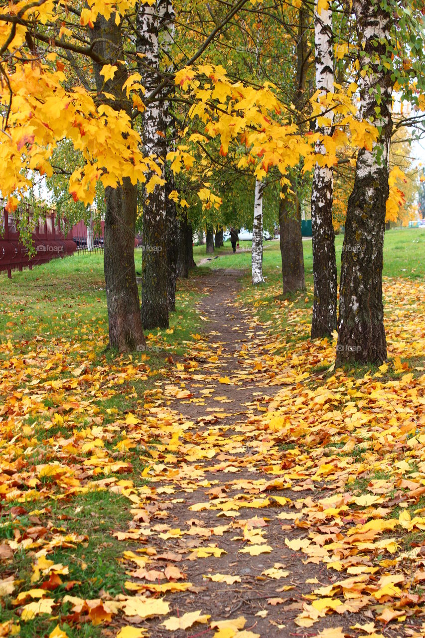 trees in fall