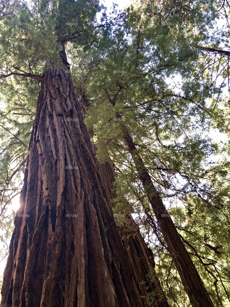 Redwood Trees Muir Woods CA