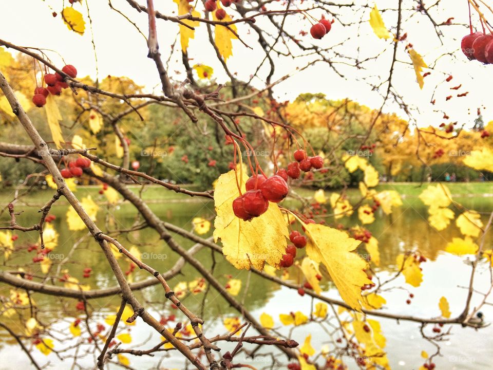 Red berries and yellow leaves