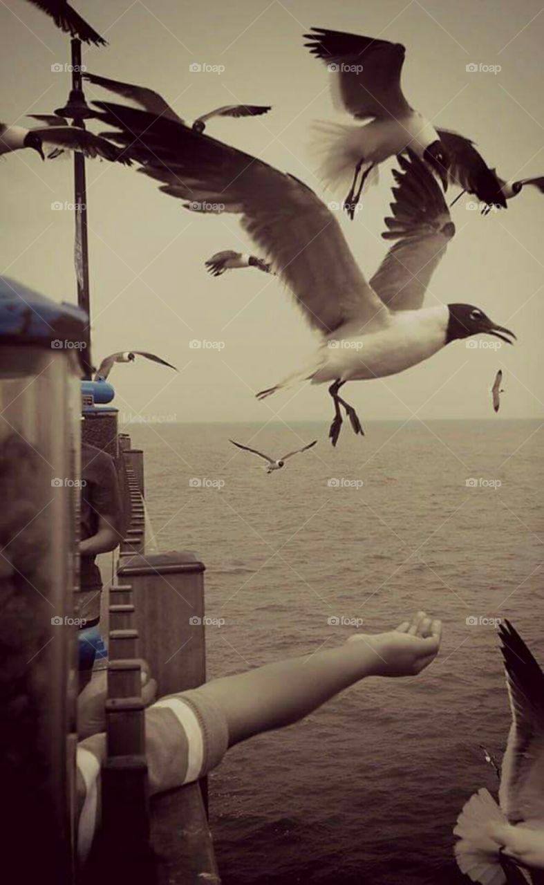seagulls