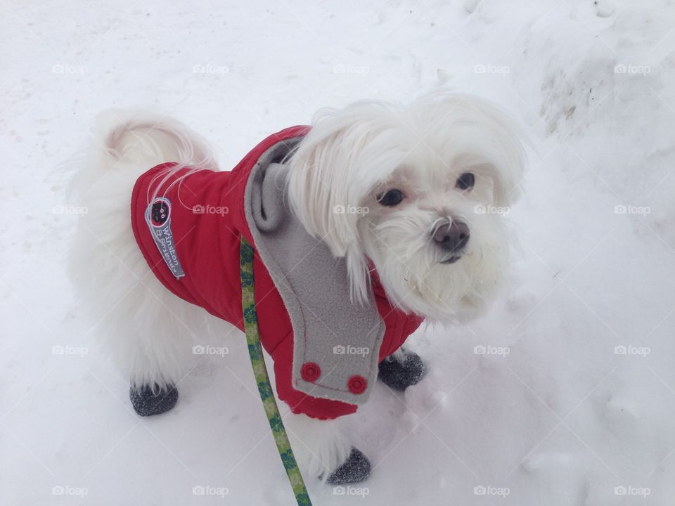 Doggie on the snow 