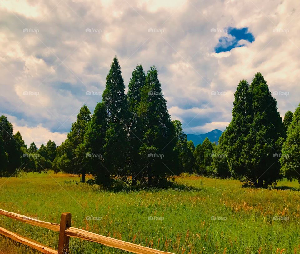 Trees off of one of the trail paths at Garden of the Gods in Colorado Springs, Colorado. It was a beautiful summer day for a hike