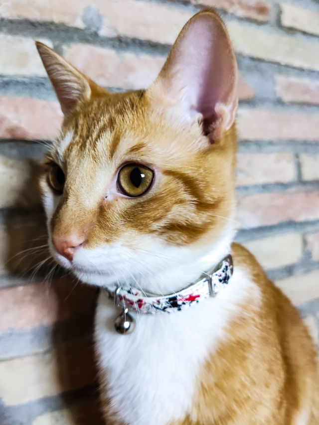 gato atigrado