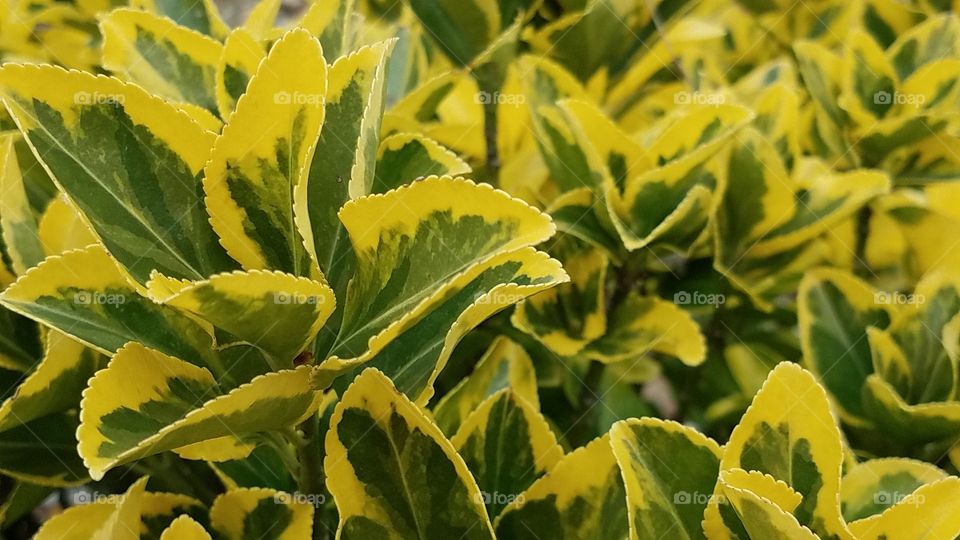 Green and yellow foliage