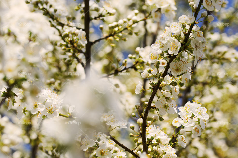 Beautiful white spring blossom