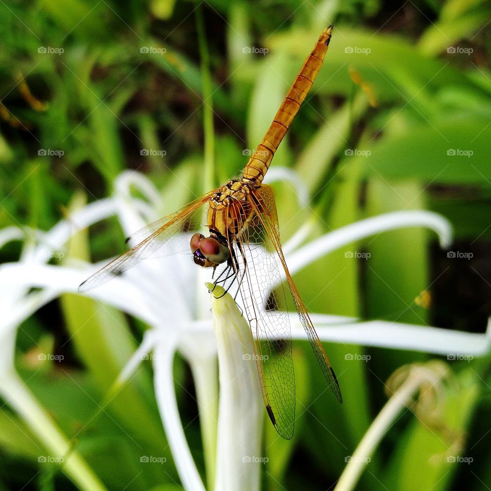 Dragonfly.