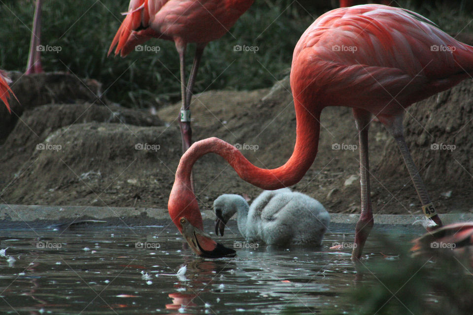 A young great flamingos learns the ropes and feeds on the algae that will eventually turn them pink.