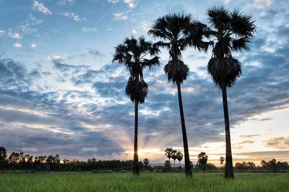 Silhouette of sugar palm in front of sunrise background