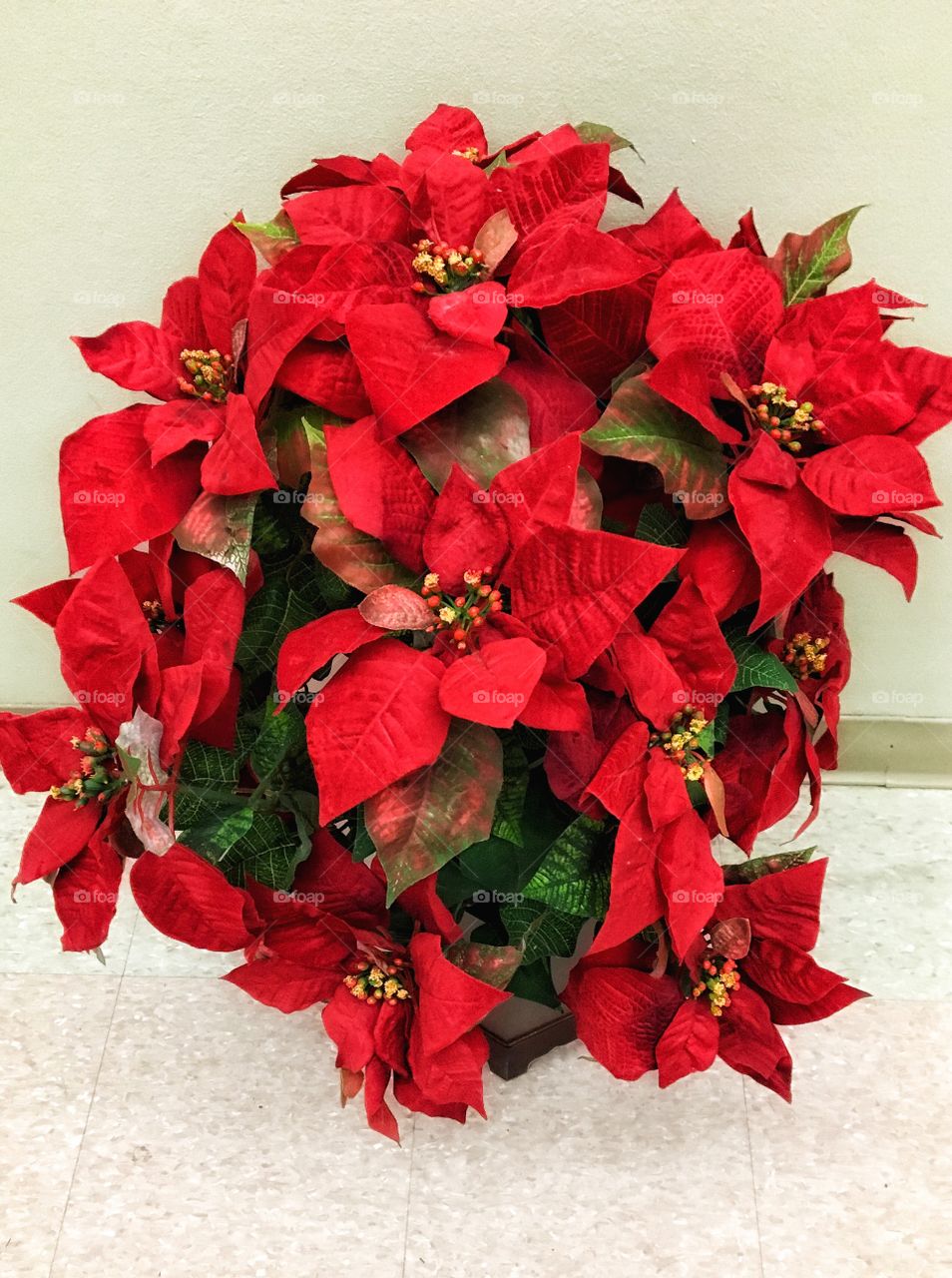 Christmas poinsettia 