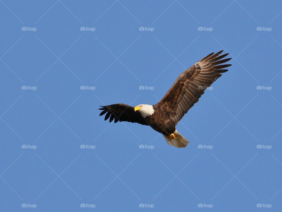 A bald eagle flies over the Mystic Lakes 