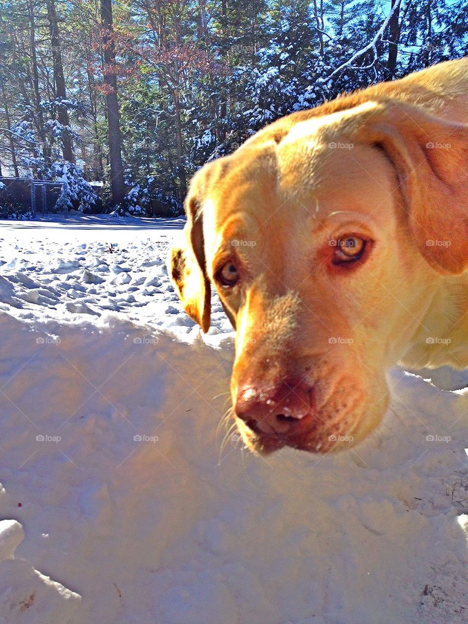 dog winter labrador retriever yellow lab by jmh