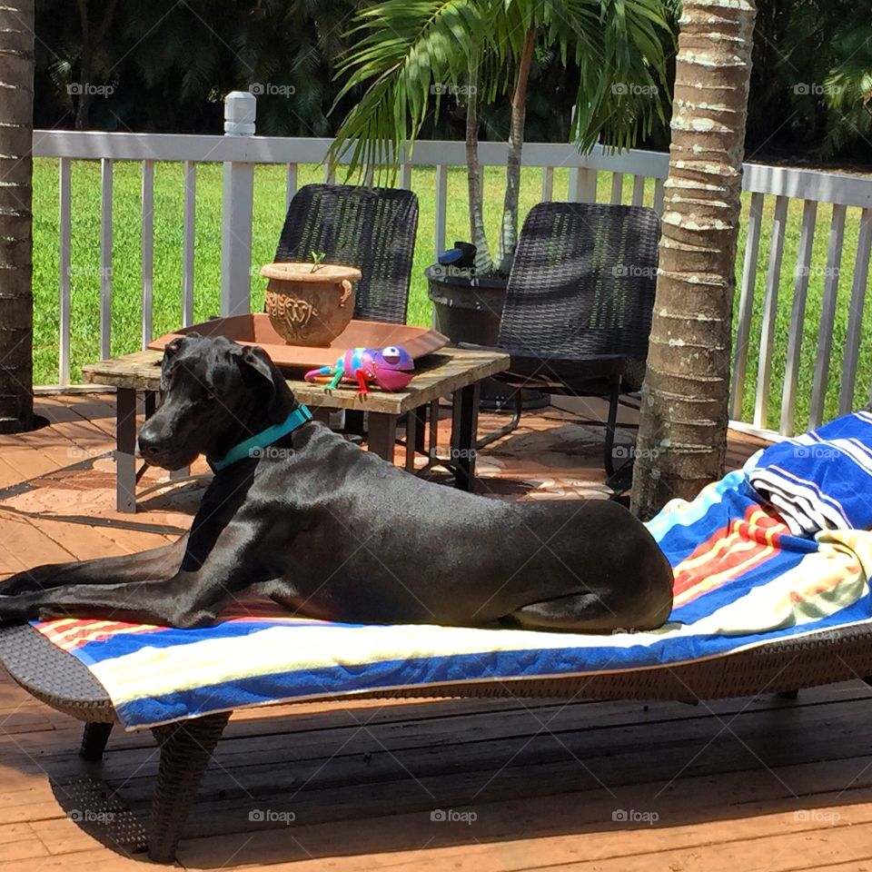 Tanning Dane
