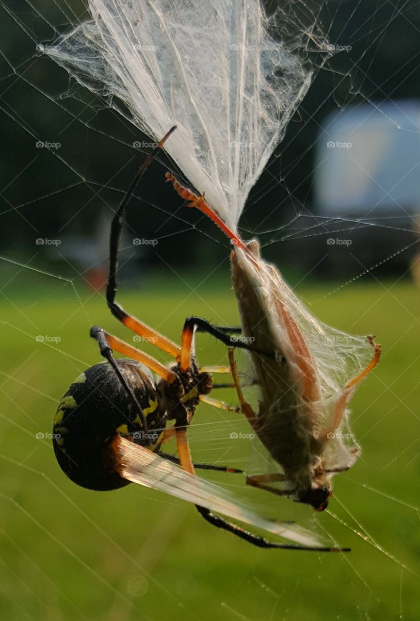 wrapping up a snack for later