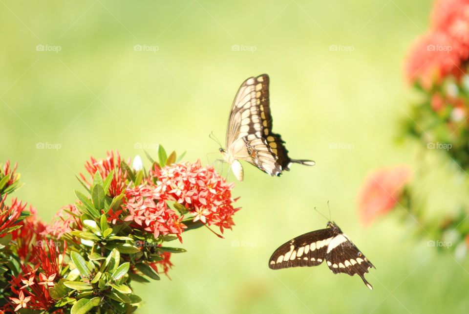 borboletas butterfly