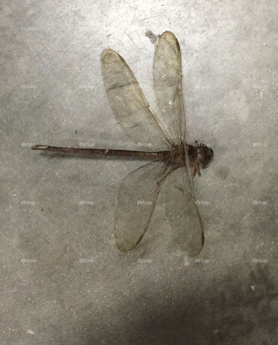 Poor dragonfly